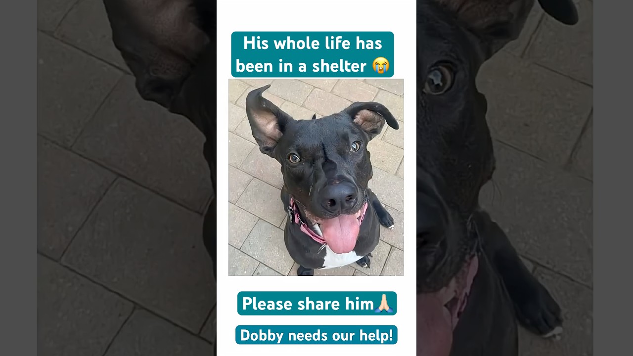 Dobby! , a ADOPTABLE mixed breed in Monterey, CA video 6/6