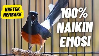 Download lagu MURAI BATU GACOR FULL ISIAN TEMBAKAN DAN KRETEKAN KERAS SANGAT AMPUH MEMANCING EMOSI MURAI BATU mp3