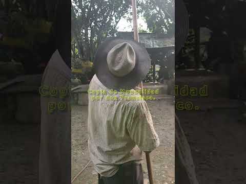 Invento Campesino para Cosechar Mandarinas | Sabiduría en Sasaima 🍊