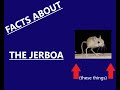 facts about the jerboa 20 facts about