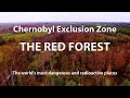 The Red Forest. The most dangerous and radioactive places in the world. Chernobyl Exclusion Zone