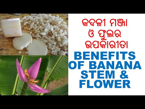 କଦଳୀ ଫୁଲ ଓ ମଞ୍ଜାର ଉପକାରିତା,15 benefits of banana flower & stem in odia,herbal infomation -7, varkha Video