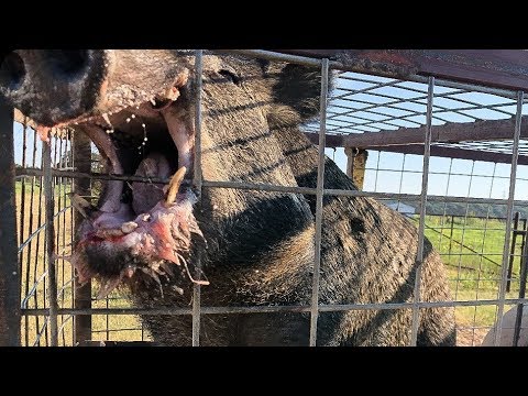 What Is A Wild Hog Called?