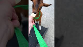 Training a goat to walk up a ramp @carolinagoatscapes