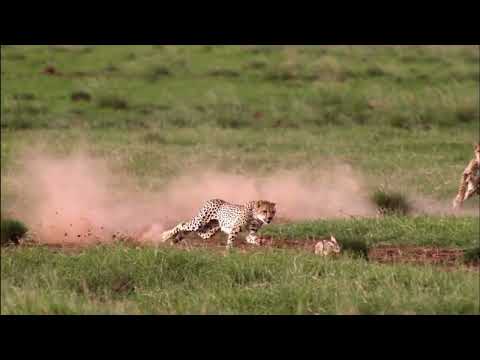 ウサギがチーターを上回る: 自然の驚くべき展開: