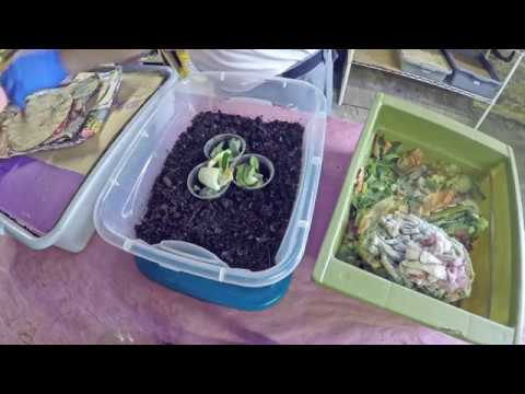 A quick feeding for the worm bins on a hot summer day