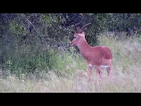 Djuma: Lone Impala ram - 10:30 - 02/06/2022