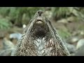 Vicious Fighting Sea Lions Life In The Freezer BBC Earth