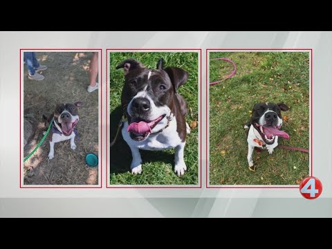 Wake Up Wags: 5-year-old Joy is looking for her forever home - YouTube
