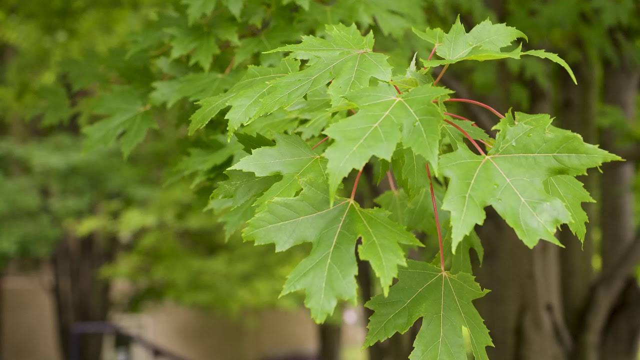 Acer x freemanii - Freeman Maple - YouTube