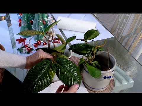 UNGLAUBLICH Dipladenia Ableger so einfach geht's Dezember 2022 - Lilo Siegel