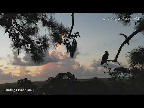 Rise And Shine With The Savannah Ospreys – July 22. 2020