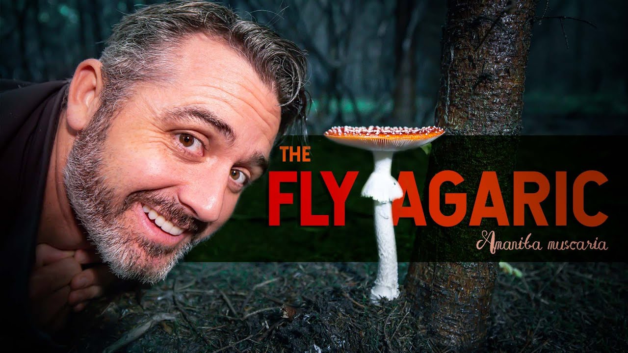 Why we Got it Wrong - Fly Agaric 101: The Magical Mushroom (Amanita muscaria)