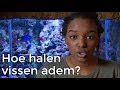 Hoe halen vissen adem? | Vragen van kinderen | Het Klokhuis