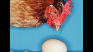 Как на душе не клевали яйца