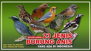 Download lagu 23 JENIS BURUNG ANIS YANG ADA DI INDONESIA | JENIS BURUNG PUNGLOR | BURUNG KICAUAN mp3 Download lagu 23 JENIS BURUNG ANIS YANG ADA DI INDONESIA | JENIS BURUNG PUNGLOR | BURUNG KICAUAN mp3