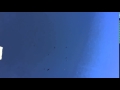 Turkey Vultures Circling