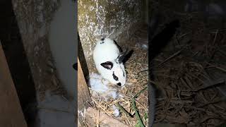 Olha os coelhinhos da coelha