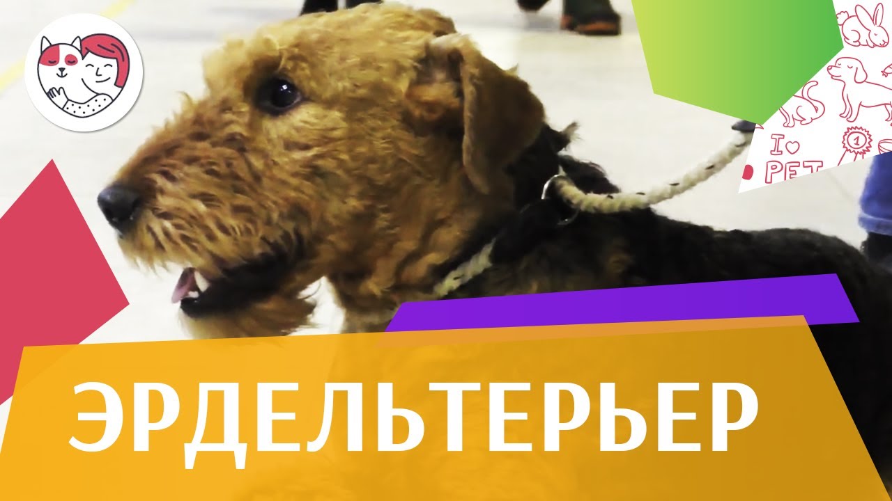 Эрдельтерьер на ilikepet. Особенности породы, уход
