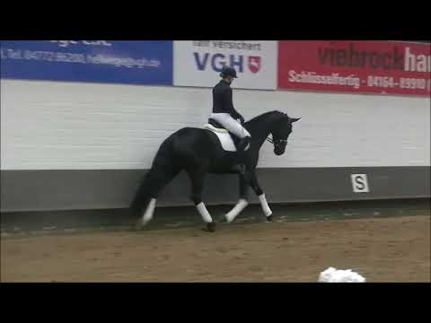 Kat. 4, Dream Royal von Dressage Royal - Likoto xx, Dobrocker Schaufenster 2022