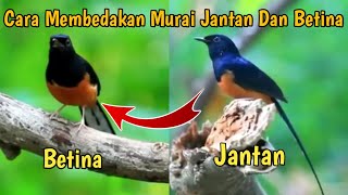 Download lagu How to Distinguish Male and Female Magpies mp3 Download lagu How to Distinguish Male and Female Magpies mp3