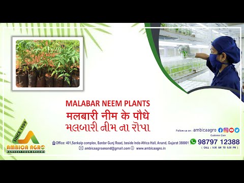 MALABAR NEEM PLANTS