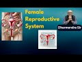 Female Reproductive System Scienceandtechnology Biology Dharmendrasir Humanbody