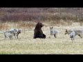Six Wolves Take Down A Grizzly S Meal In Seconds