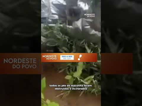 Polícia Federal descobre plantação ilegal de maconha no Piauí