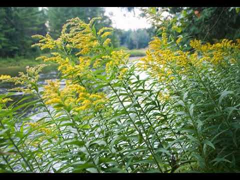 Reporter Milan - Ambrozija