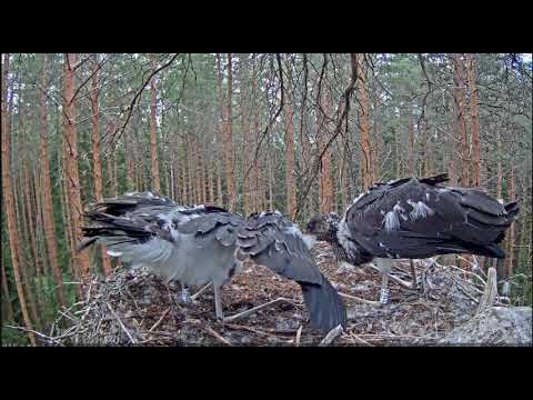 ~ Karl ll " przestraszył " się nadajników i nie karmił młodych bocianów czarnych !!! ~ Estonia