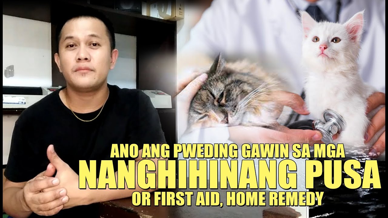 Putar video ANONG PWEDING GAWIN SA MGA NANGHIHINANG PUSA OR FIRST AID HOME REMEDY SA MGA NANGHIHINANG PUSA! sekarang ANONG PWEDING GAWIN SA MGA NANGHIHINANG PUSA OR FIRST AID HOME REMEDY SA MGA NANGHIHINANG PUSA!