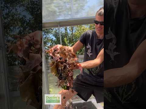 Pulling 🔥 Red Tiger Lotus!