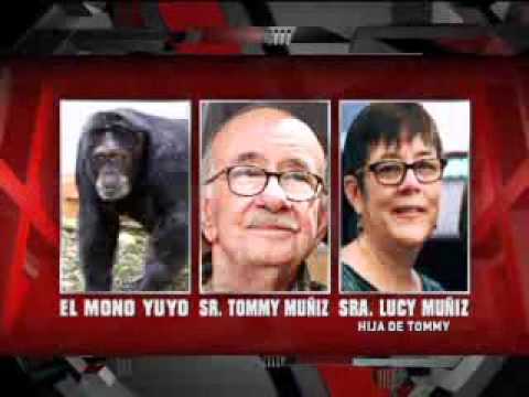 SuperXclusivo - ¿Realmente murió el mono Yuyo?