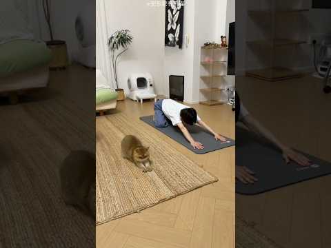 Prank with cute cats 😱🤣