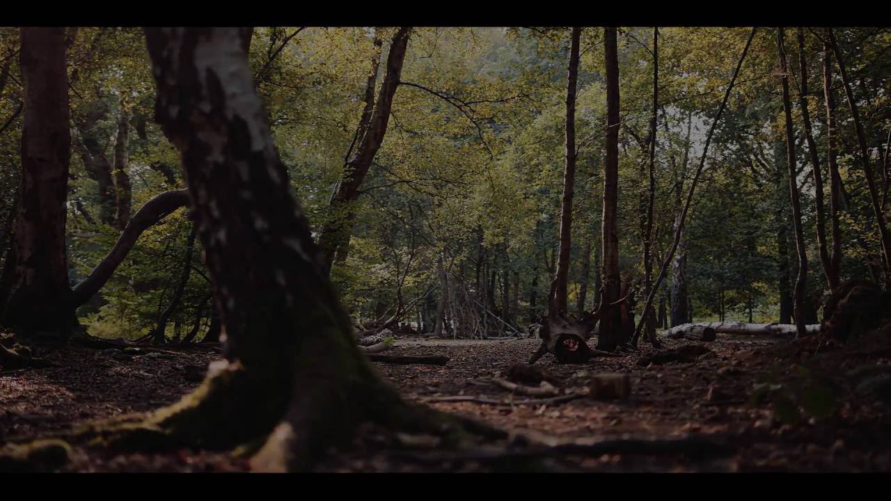 The Forest - YouTube