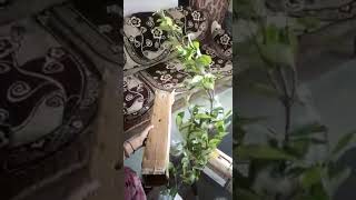 Amazon's Plant unboxing  Strawberry and Cherry Plants☺