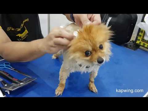 PETSKY professional grooming