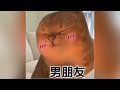Yapapa Cat Meme Yapapa Hmmm Yapapa Hame Cat Meme