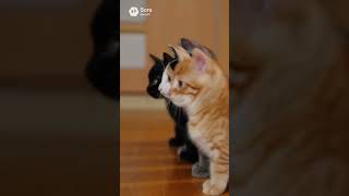 子猫たちが一斉にご飯待ち→合図で同時に食べ始めた【猫あるある】AIアニメ