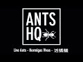 Unboxing My Harpegnathos Venator Camponotus Maculatus From AntsHQ