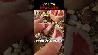 どうしても剥きたくなる皮