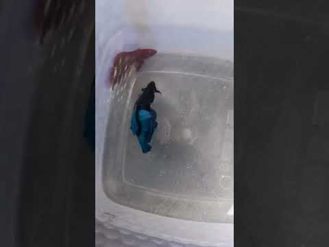 betta fish fight