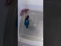 betta fish fight