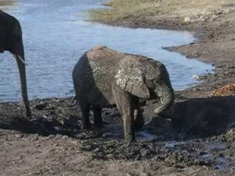 Elephant mother and calf having a mud bath at Chobi game reserve