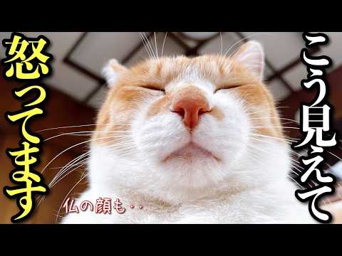 【夏休み】仏の顔も3度まで…猫の堪忍袋がついに切れました
