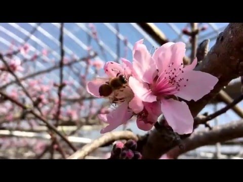 受粉:ミツバチと花による受粉 自然と動物
