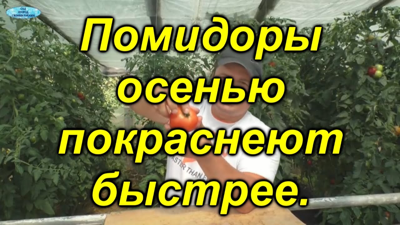 Как ускорить созревание томатов осенью. [перезалив]