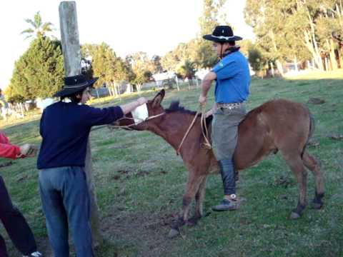 gineteada em burro isaac ferraz x over dose