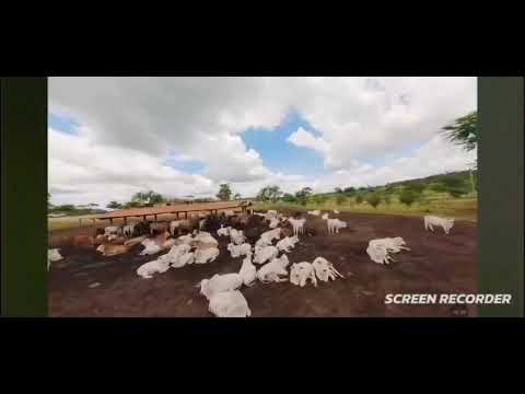 EXCELENTE FAZENDA PRODUTIVA LEITEIRA,  NA REGIÃO DE CURVELO/MG